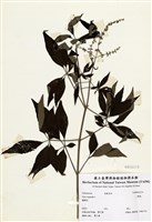 藏品(黃荊)的圖片